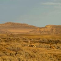 Rock Creek Farm at Fort Peck images 2