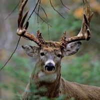 6010-Low cost Whitetail and Turkey lease Birds and Beast Whitetail Hunts