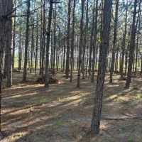 Old happy Farm - Tract 1 images 2