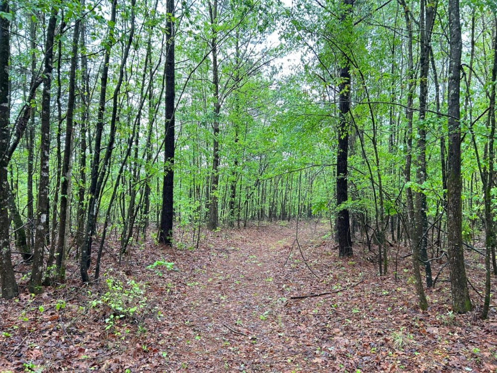 35.46 Acres in Choctaw County MS featured image
