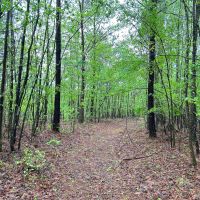 35.46 Acres in Choctaw County MS