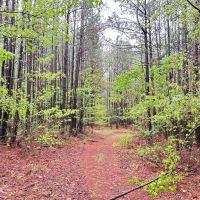 35.46 Acres in Choctaw County MS images 4
