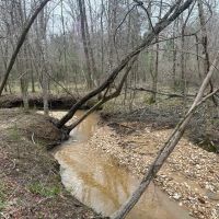 53 acres - near Camden AL images 2