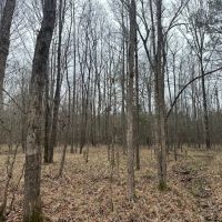 53 acres - near Camden AL images 4