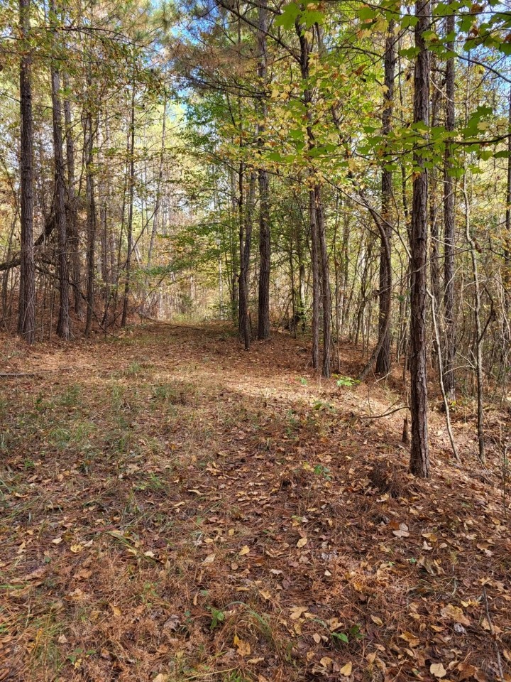 22 wooded acres in Alpine featured image