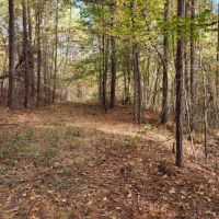 22 wooded acres in Alpine