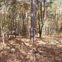 22 wooded acres in Alpine images 3