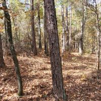 22 wooded acres in Alpine images 4