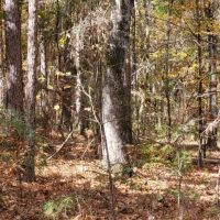 22 wooded acres in Alpine images 5