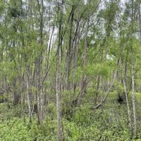 108 Acres Land for Sale Iberia Parish LA images 4