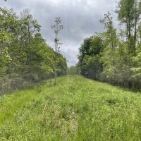 108 Acres Land for Sale Iberia Parish LA images 5