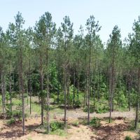 Timber Tract Central Heard County images 2