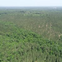 Timber Tract Central Heard County images 5