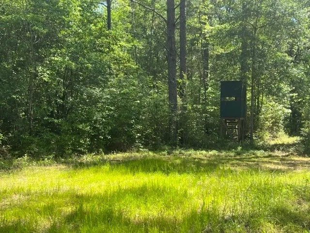 140 - Acre Timber Recreational Land Geneva County AL featured image