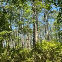 140 - Acre Timber Recreational Land Geneva County AL images 2
