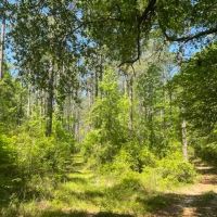 140 - Acre Timber Recreational Land Geneva County AL images 3