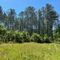140 - Acre Timber Recreational Land Geneva County AL images 4