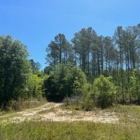 140 - Acre Timber Recreational Land Geneva County AL images 5