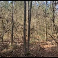 14 Acres in Copiah County in Wesson MS images 2
