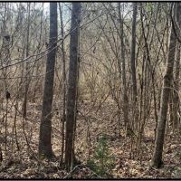 14 Acres in Copiah County in Wesson MS images 3