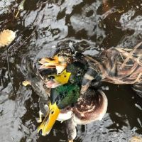 One of a Kind Flooded Timber Columbia County WI images 4