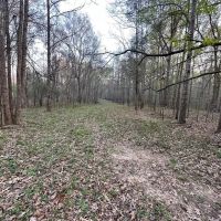 531 Acres Hunting Land Camp Lake for Sale SW MS images 5