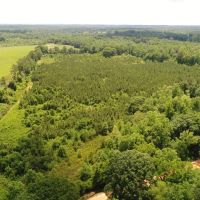 45 - acres Crenshaw Co images 2