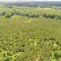 45 - acres Crenshaw Co images 5