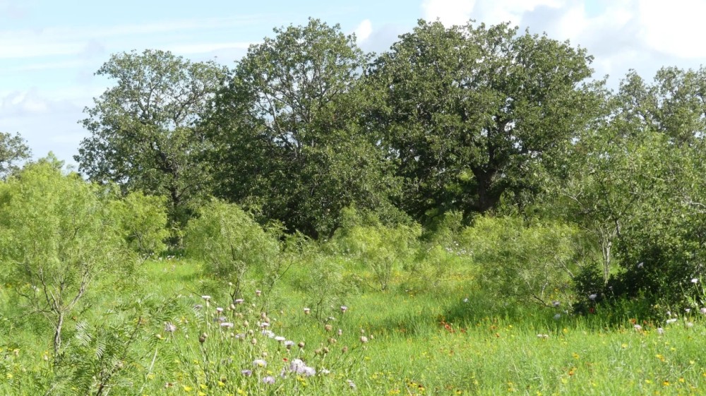83 - Acres….Hunting Oaks Water Electricity available Tank Creek draw featured image