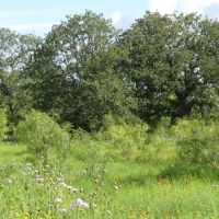 83 - Acres….Hunting Oaks Water Electricity available Tank Creek draw