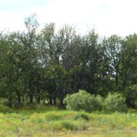 83 - Acres….Hunting Oaks Water Electricity available Tank Creek draw images 4