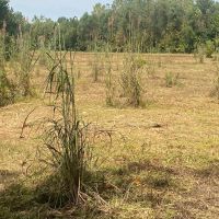MS - Leflore 49 acres - images 4