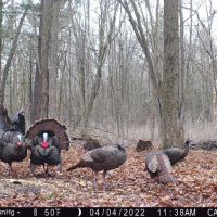 Diverse 131.26 Surveyed Acres Abundant w Wildlife Monroe County WI
