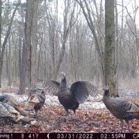 Diverse 131.26 Surveyed Acres Abundant w Wildlife Monroe County WI images 5
