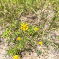 43 Acres CR 364 T-1 images 4