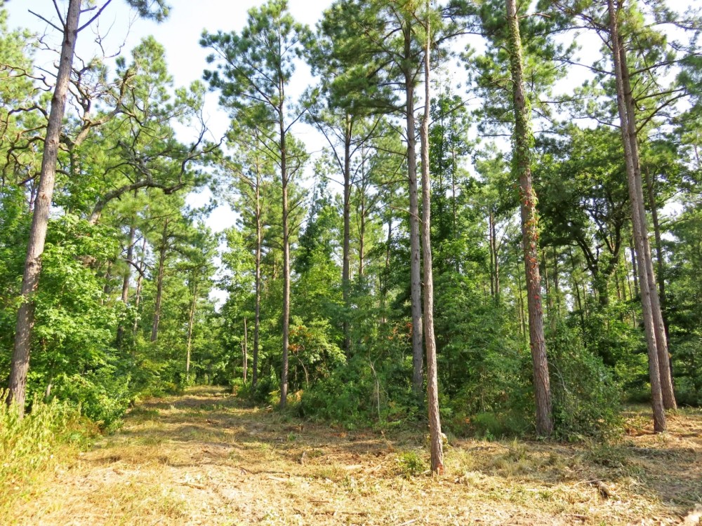 38.83 ACRES RUSK NACOGDOCHES COUNTY TEXAS featured image