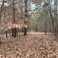 2.84 Wooded Private Acres