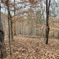 2.84 Wooded Private Acres images 3