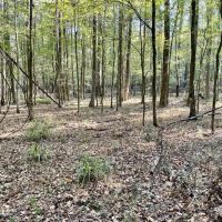 8.3 Acres Residential Land Lot for Sale in Clinton MS images 3