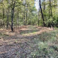 8.3 Acres Residential Land Lot for Sale in Clinton MS images 5