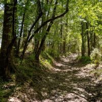 Hunting Land For Sale in East Baton Rouge Parish 178 Acres images 3