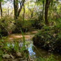 Hunting Land For Sale in East Baton Rouge Parish 178 Acres images 4