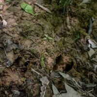 Hunting Land For Sale in East Baton Rouge Parish 178 Acres images 5