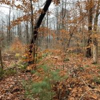 7 acres Hunting Land and Building Lot in Allegany NY State Route 16 images 2