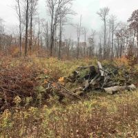 7 acres Hunting Land and Building Lot in Allegany NY State Route 16 images 3