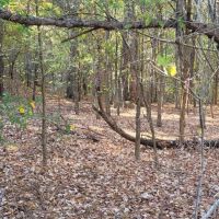 20 AC ON BENGAL MOUNTAIN images 4