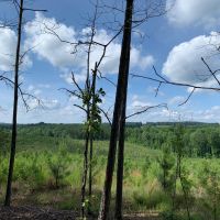 100 - acres in Heard County images 3