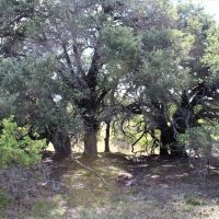 Oak trees and hunting options in Mills County images 2