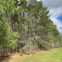 11.31 acres of Recreational and Residential Land For Sale in Southampton County VA images 2