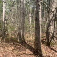11.31 acres of Recreational and Residential Land For Sale in Southampton County VA images 3